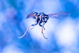 Insect resting along green leaf edge