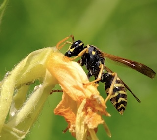 Wasp exploring a squash blossom