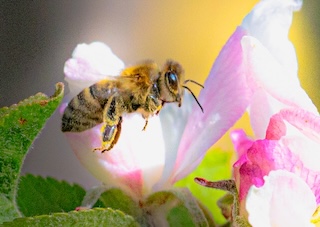Pollinator perched on flowering plant