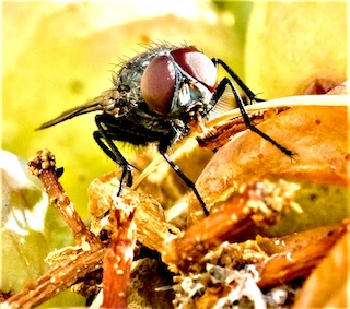Macro detail of insect wings and body