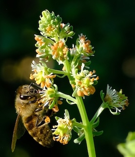 Bee gathering pollen on herb blossoms
